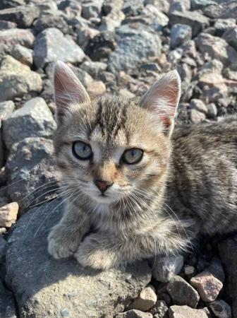 Отдам котят