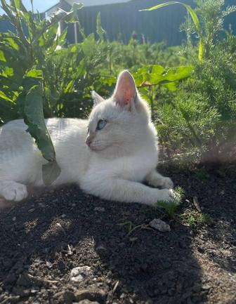 Отдам котят