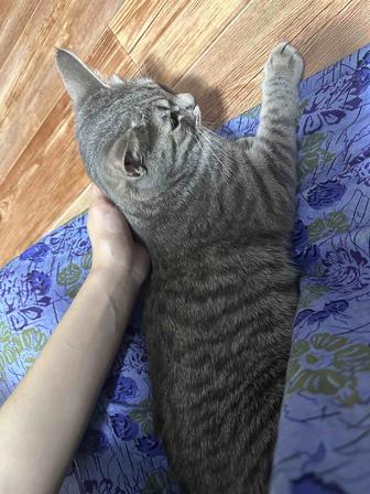 отдам кошку