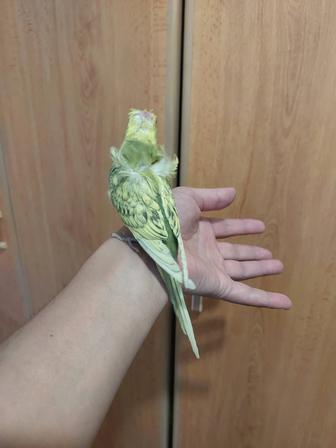 Ручной птенец хогорома ангел