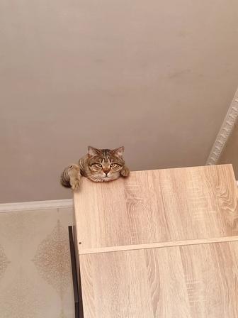 Отдам кота в добрые руки.