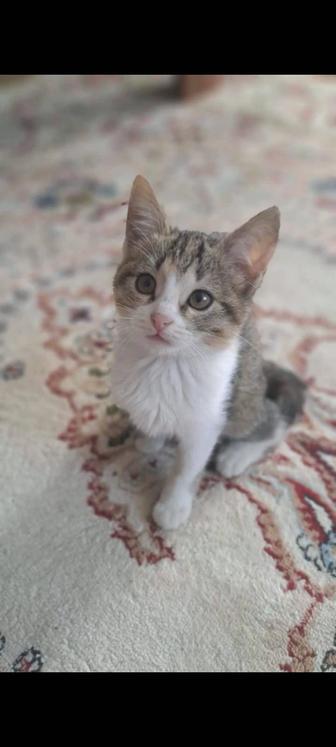 Отдам котят бесплатно
