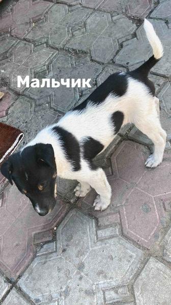 Отдам щенка