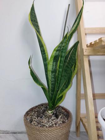 Комнатное растение