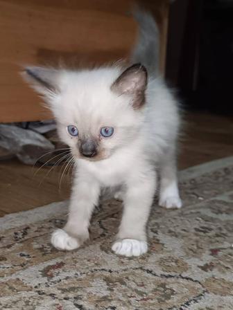 Отдам котят