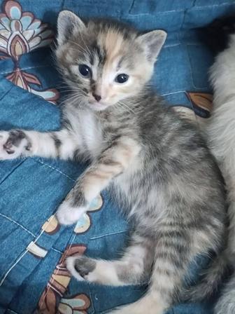 Отдам котят