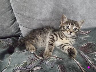 в добрые руки, котят