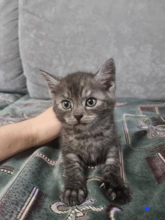 в добрые руки, котят