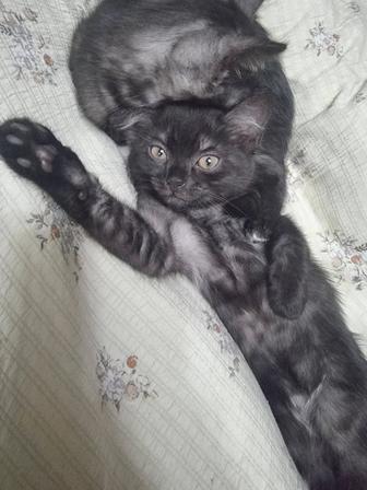 в добрые руки, котят