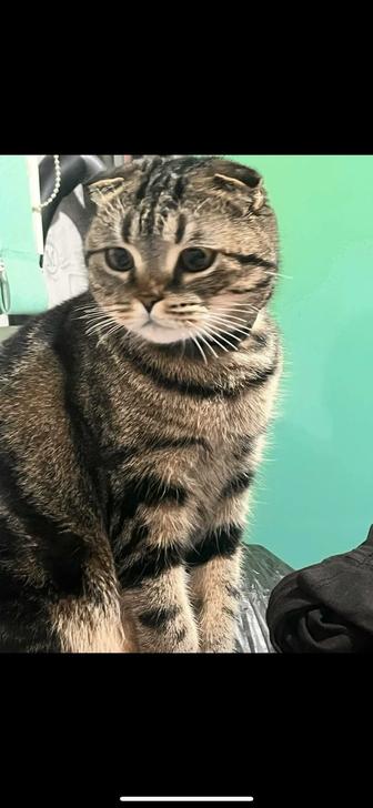 Отдам в добрые руки кошку, 2.5 года