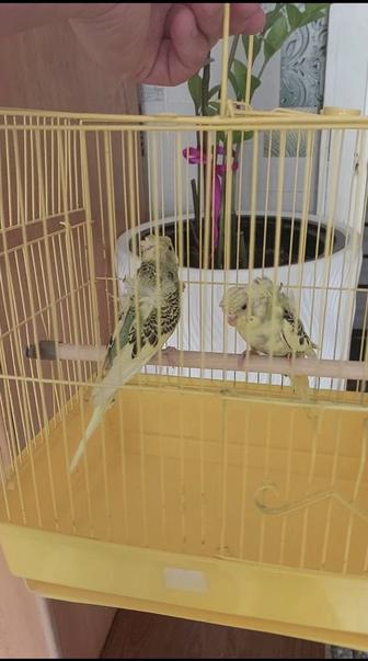 Попугай хагоромо крылья ангела