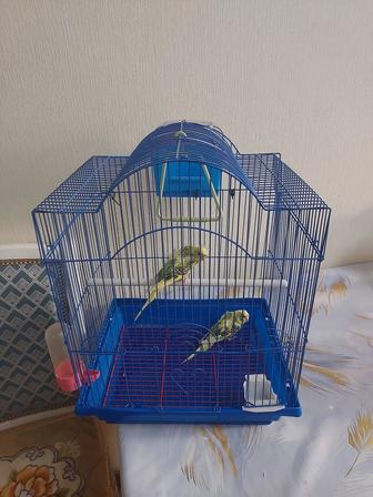 Попугай хагоромо крылья ангела