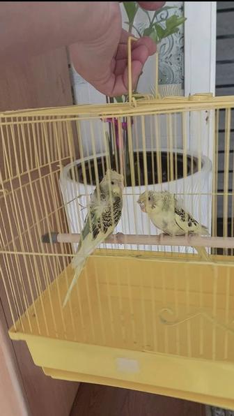 Попугай хагоромо крылья ангела