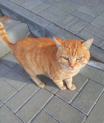 Кот