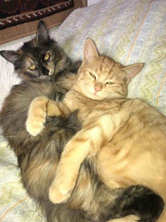 Отдам котенка в добрые руки