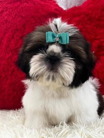 Продаются щенки. Ши-тцу