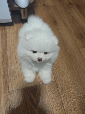 Щенок шпица