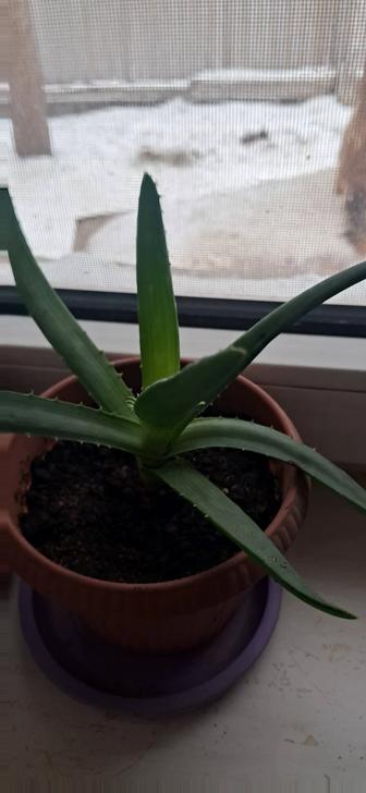 Продам комнатные растения