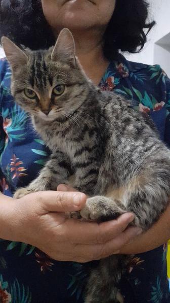 Отдам кошку