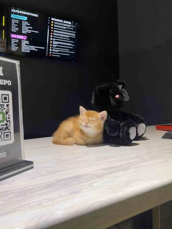 Котенок