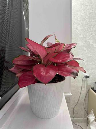 Продам цветы Аглаонема