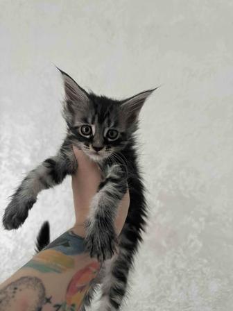 Мейн Кун котята