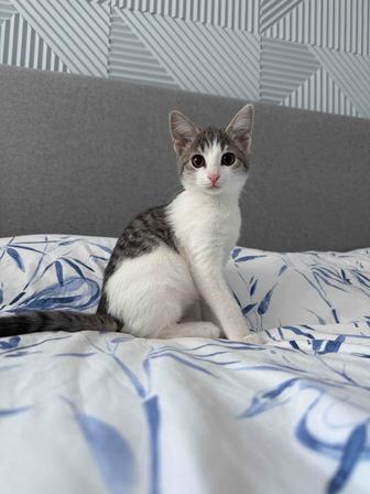 Отдам котенка 2-3 мес