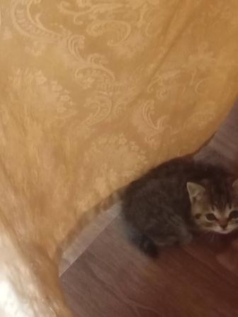Продам котенка породистого