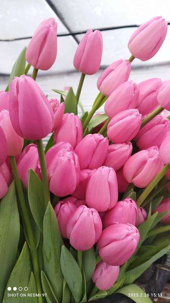 Тюльпаны оптом и в розницу к 8 марта