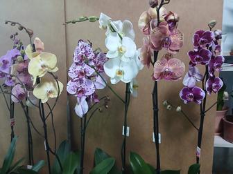 Орхидея качество Голландия высокие
