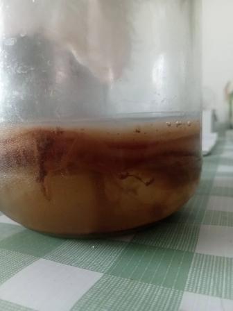 Чайный гриб