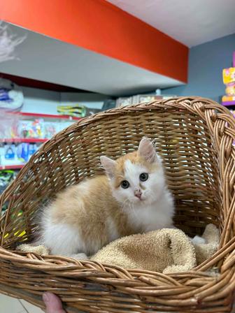 Отдам котенка в добрые руки