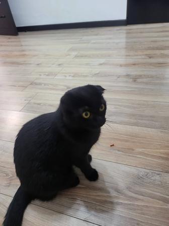 Канадский вислаухи