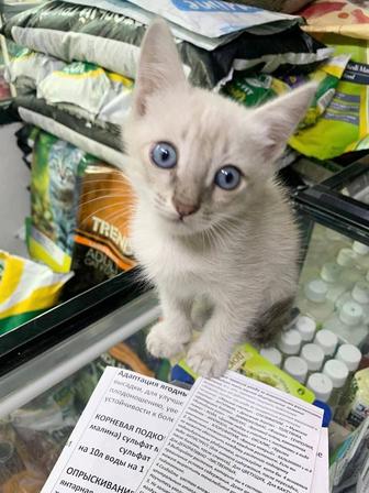 Отдам котенка