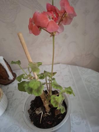 Комнатные цветы