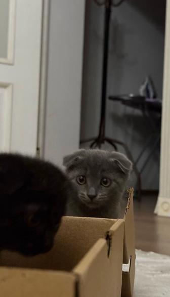Котята