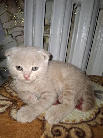 Продаются котята