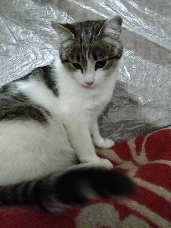 Отдам кошечку в надежные руки