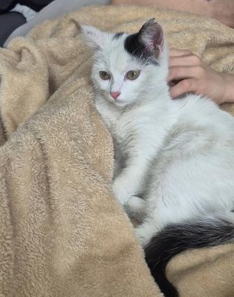 Отдам котёнка в добрые руки