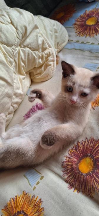 Отдам даром животные кошки