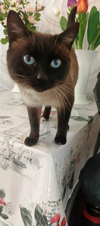 Отдам в добрые руки взрослого красивого сиамского кота