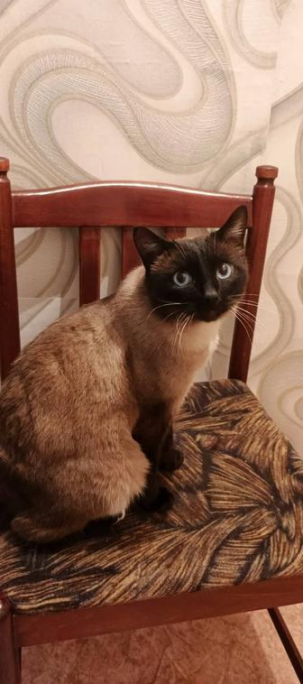 Отдам в добрые руки взрослого красивого сиамского кота