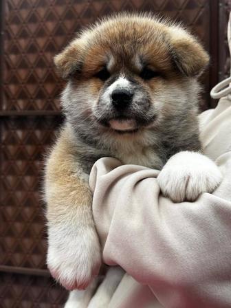 Продам щенков Акита-Ину