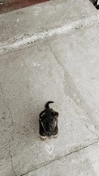 Продам щенка