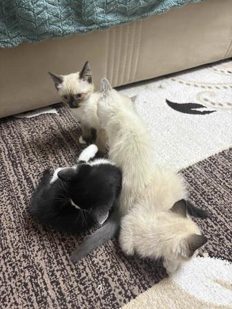 Котята