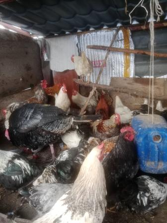 Петух продам 40 штук