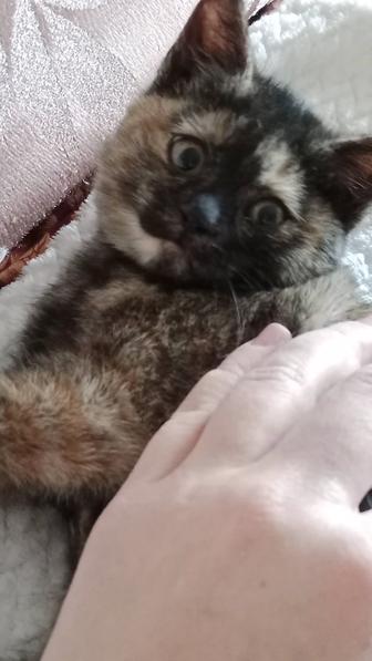 Пушистое сердечко ищет дом