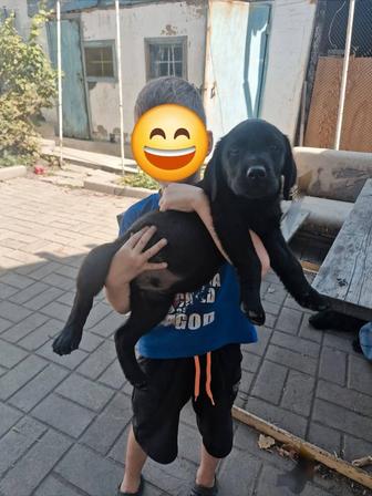 Щенок лабрадор ретривер