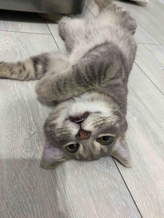 Отдам котенка в добрые и ответственные руки