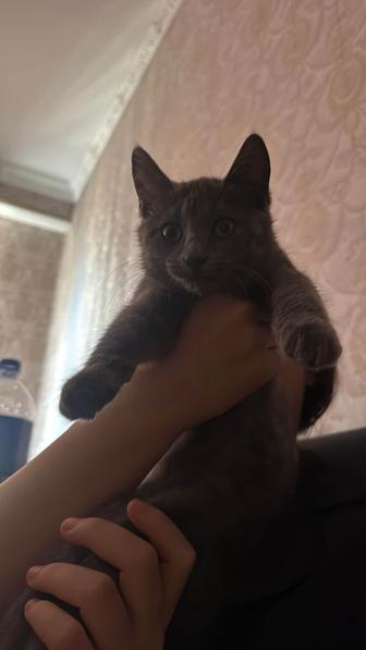 кошка в добрые руки